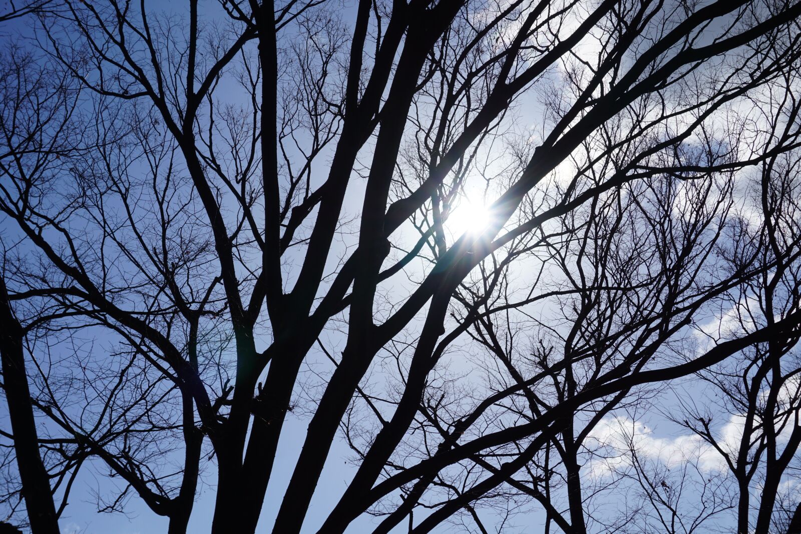 Sony a5100 sample photo. Tree, branch, shadow photography
