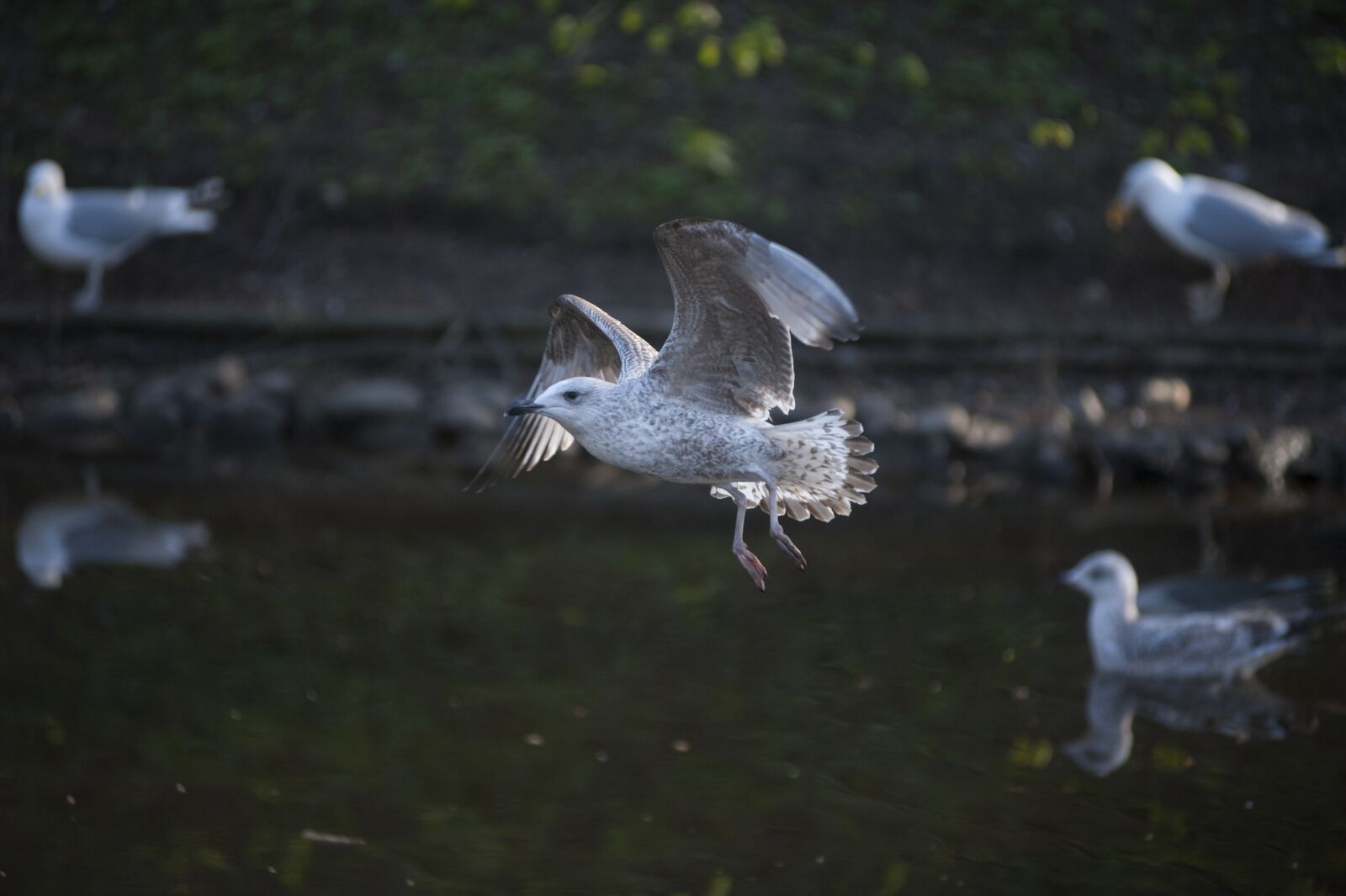 Nikon D700 sample photo. Seagull, nature, flight photography