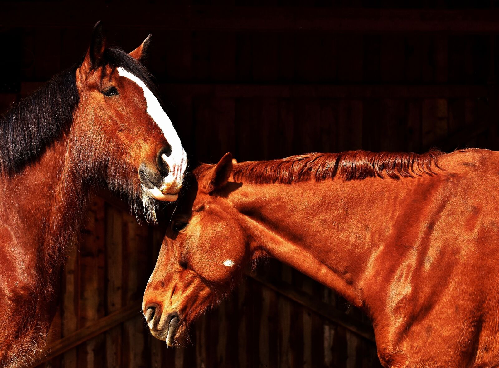 Nikon D7200 sample photo. Horses, friendship, horse stable photography