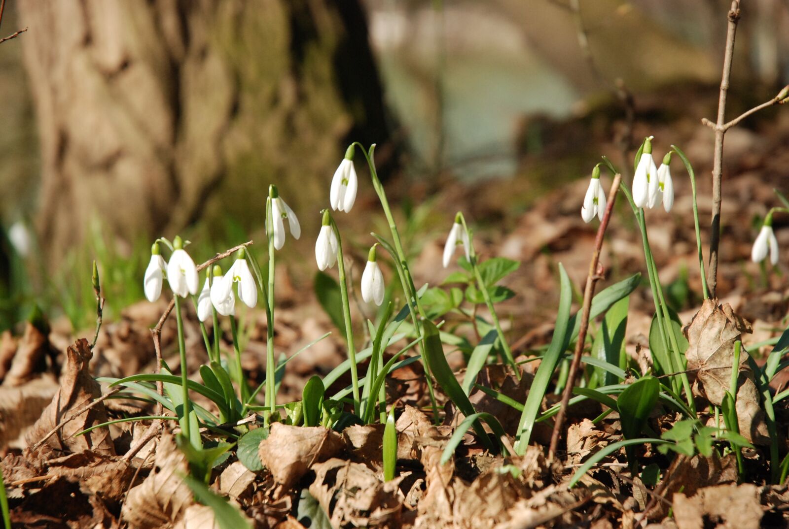 Nikon D80 sample photo. Snowdrop, spring, forest photography