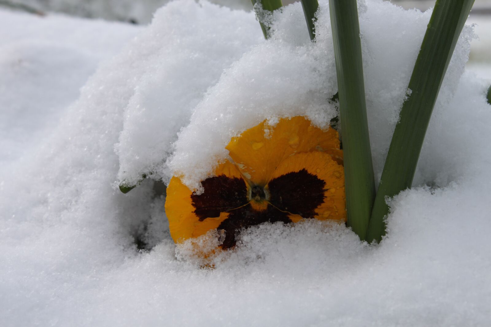 Canon EOS 500D (EOS Rebel T1i / EOS Kiss X3) sample photo. Winter cold, snow, flower photography