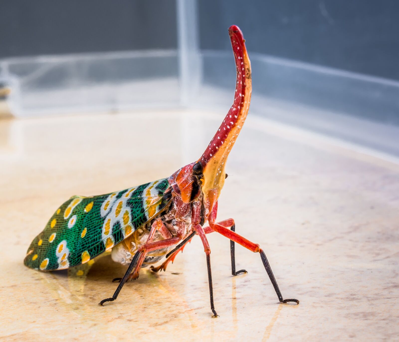 Nikon D5200 sample photo. Canthigaster cicada, fulgoromorpha, insect photography