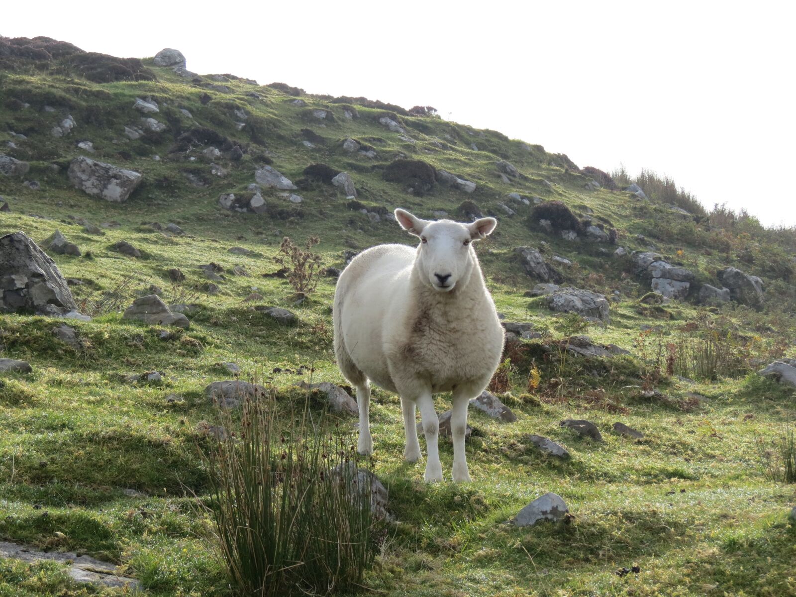 Canon PowerShot SX40 HS sample photo. Sheep, ram, ewe photography