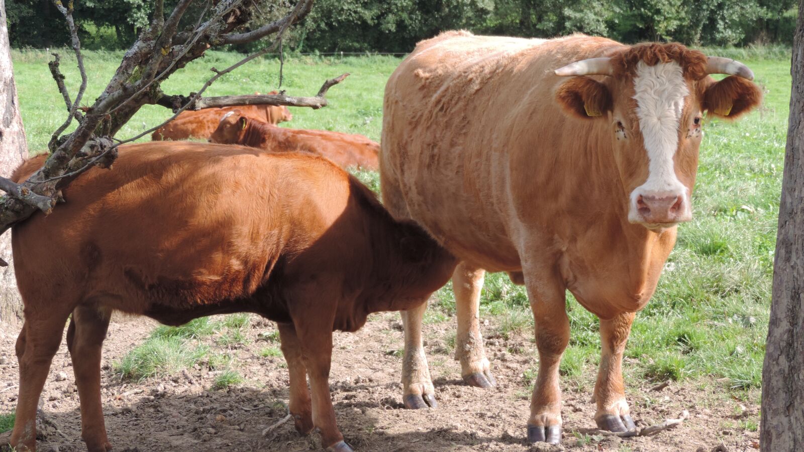 Nikon Coolpix P520 sample photo. Beef, cow, pasture photography