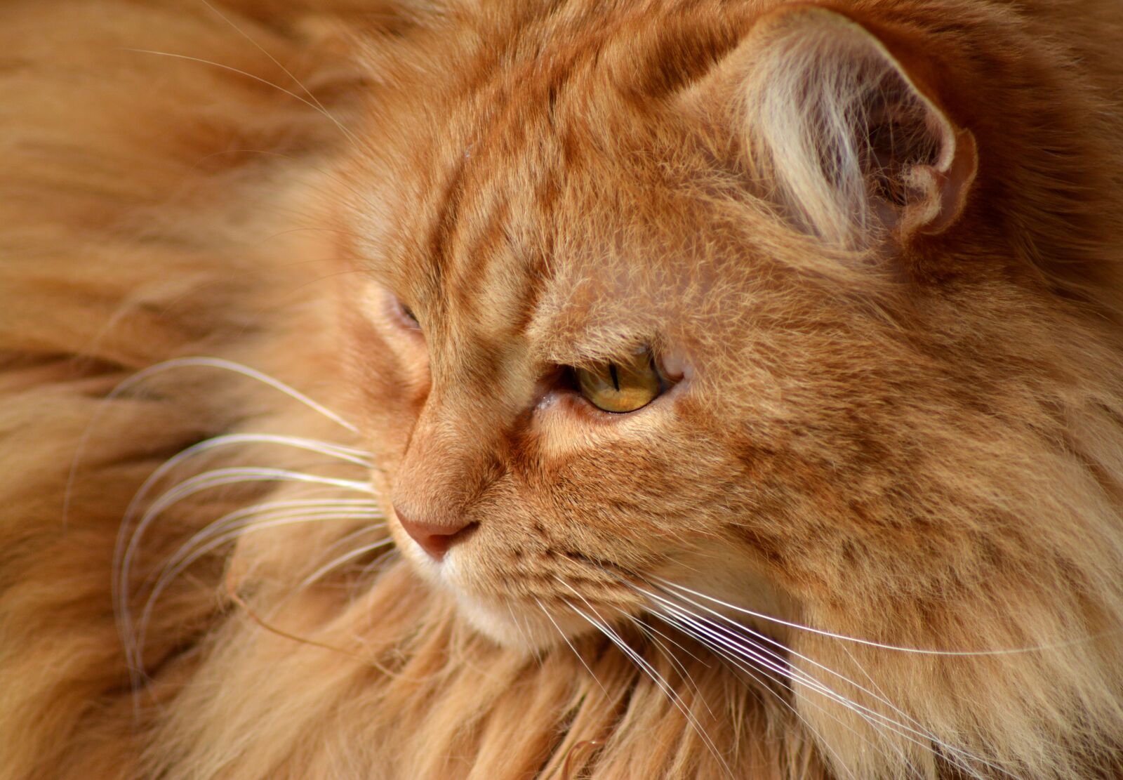 Nikon D5200 sample photo. Cat, animal, portrait photography