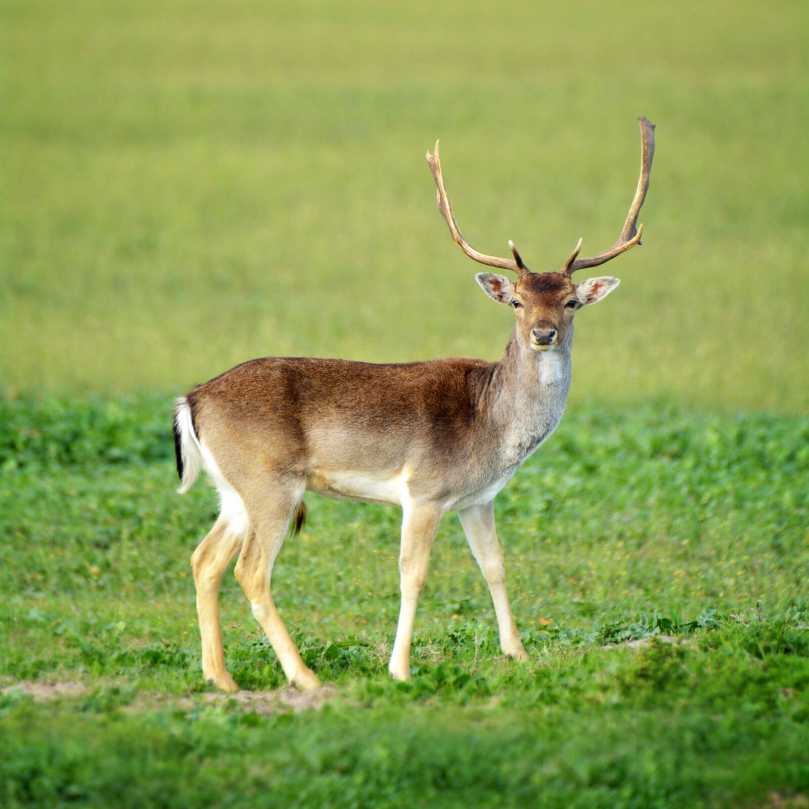 Nikon D5200 sample photo. Fallow deer, green grass photography