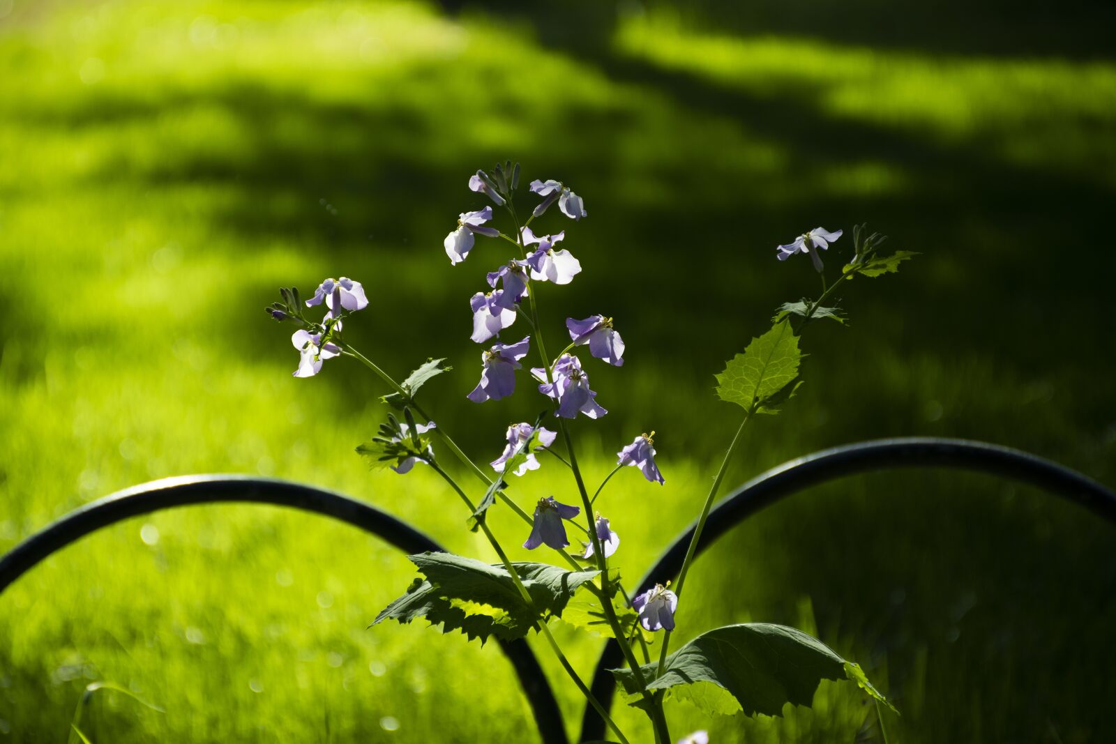 Nikon D7500 sample photo. Plant, light, flowers photography