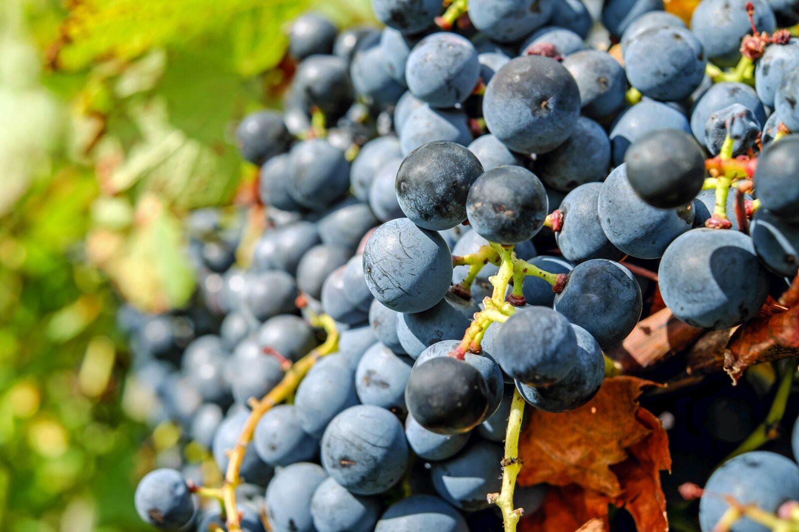 Fujifilm X-T10 + Fujifilm XF 35mm F1.4 R sample photo. Grapes, fruit, blue photography