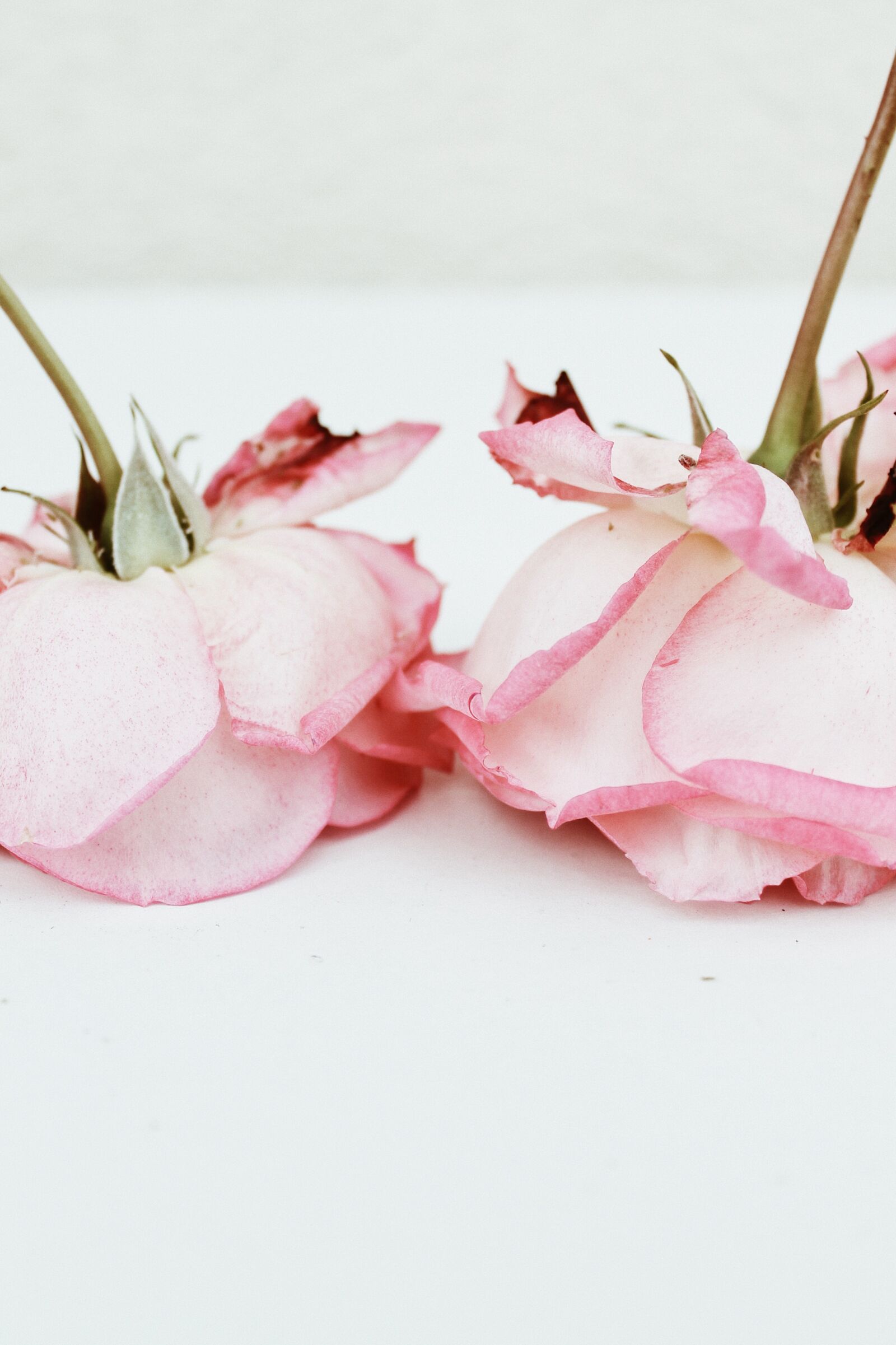 Canon EOS 1100D (EOS Rebel T3 / EOS Kiss X50) sample photo. Roses, summer, pink photography