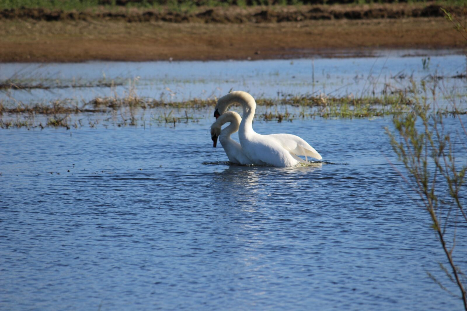 Canon EOS 600D (Rebel EOS T3i / EOS Kiss X5) sample photo. Swan, couple, love photography
