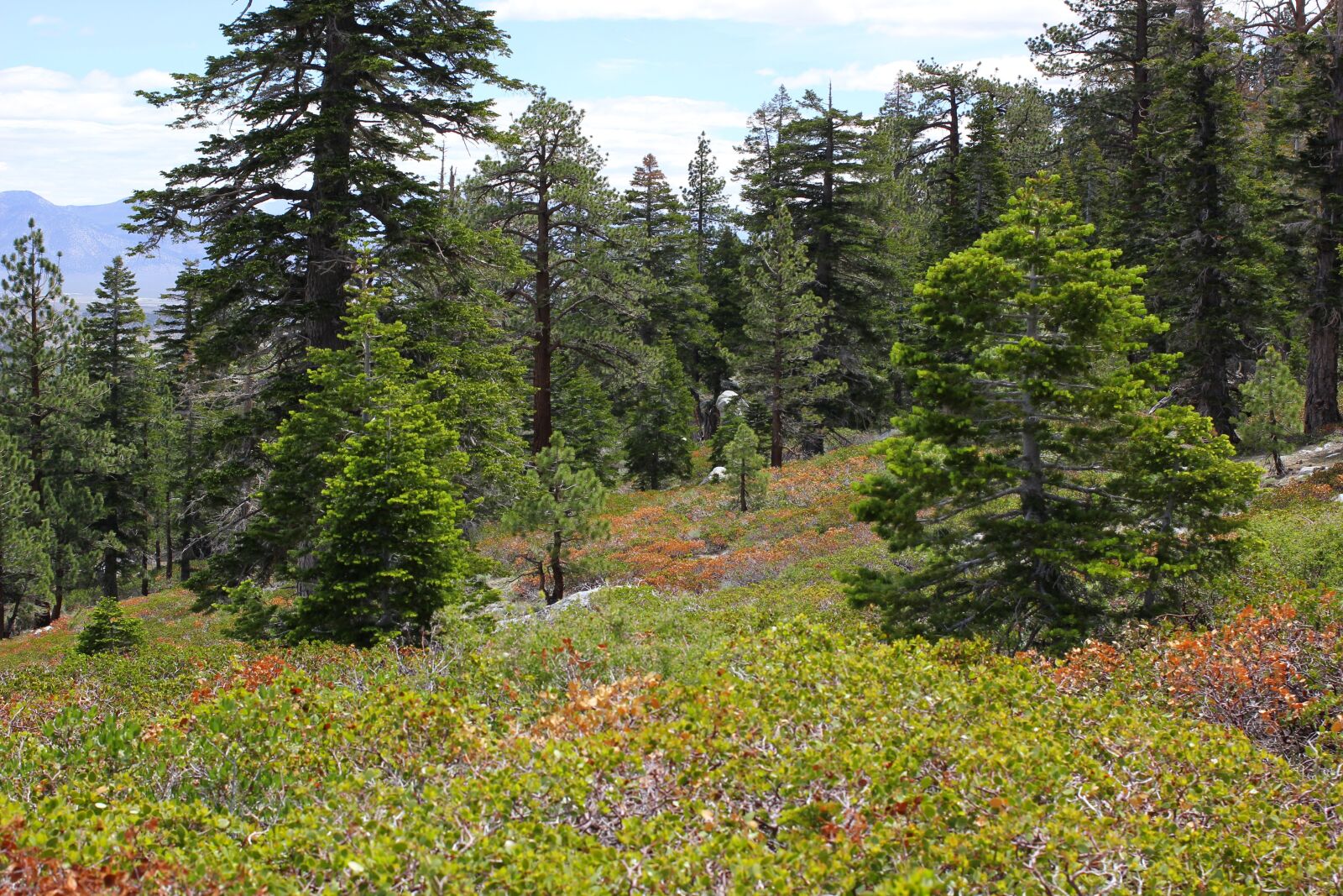 Canon EOS 550D (EOS Rebel T2i / EOS Kiss X4) sample photo. Mammoth, california, trees photography
