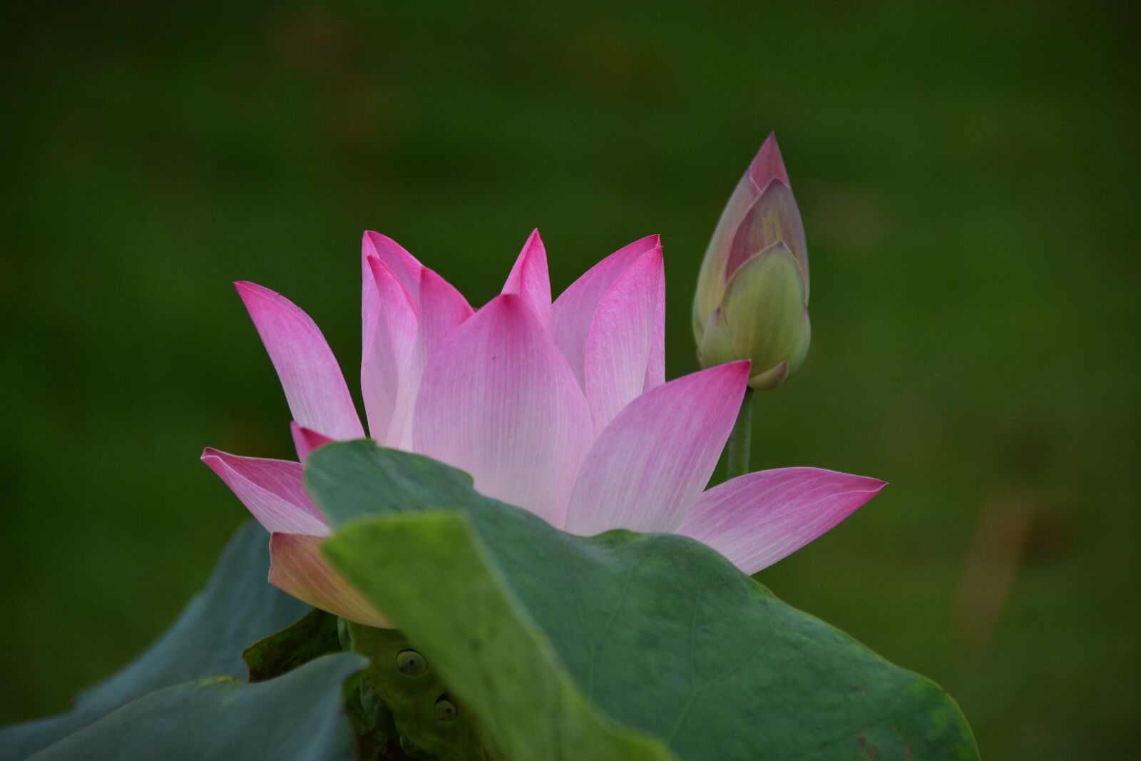 Nikon D7200 sample photo. Lotus, flower, lagoon photography