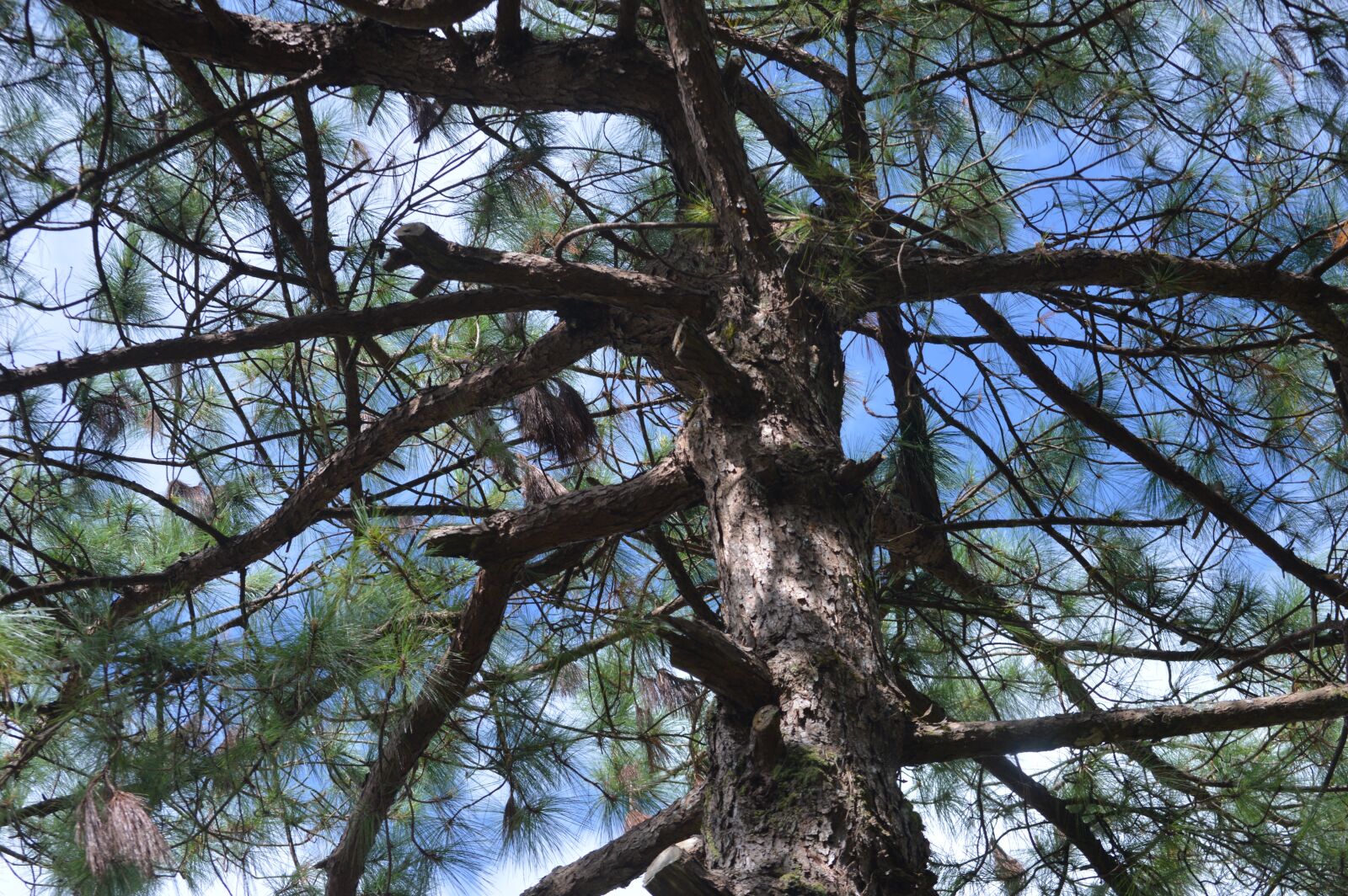 Nikon D3200 sample photo. Pine tree, nature, pine photography