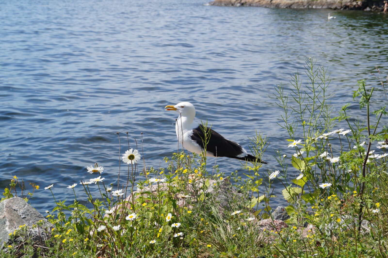 Sony SLT-A58 sample photo. Trut, stockholm, fjäderholmarna photography