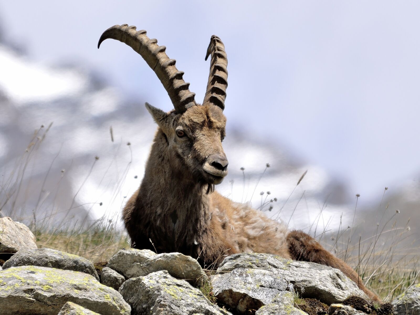 Nikon D90 sample photo. Ibex, animals, mountains photography