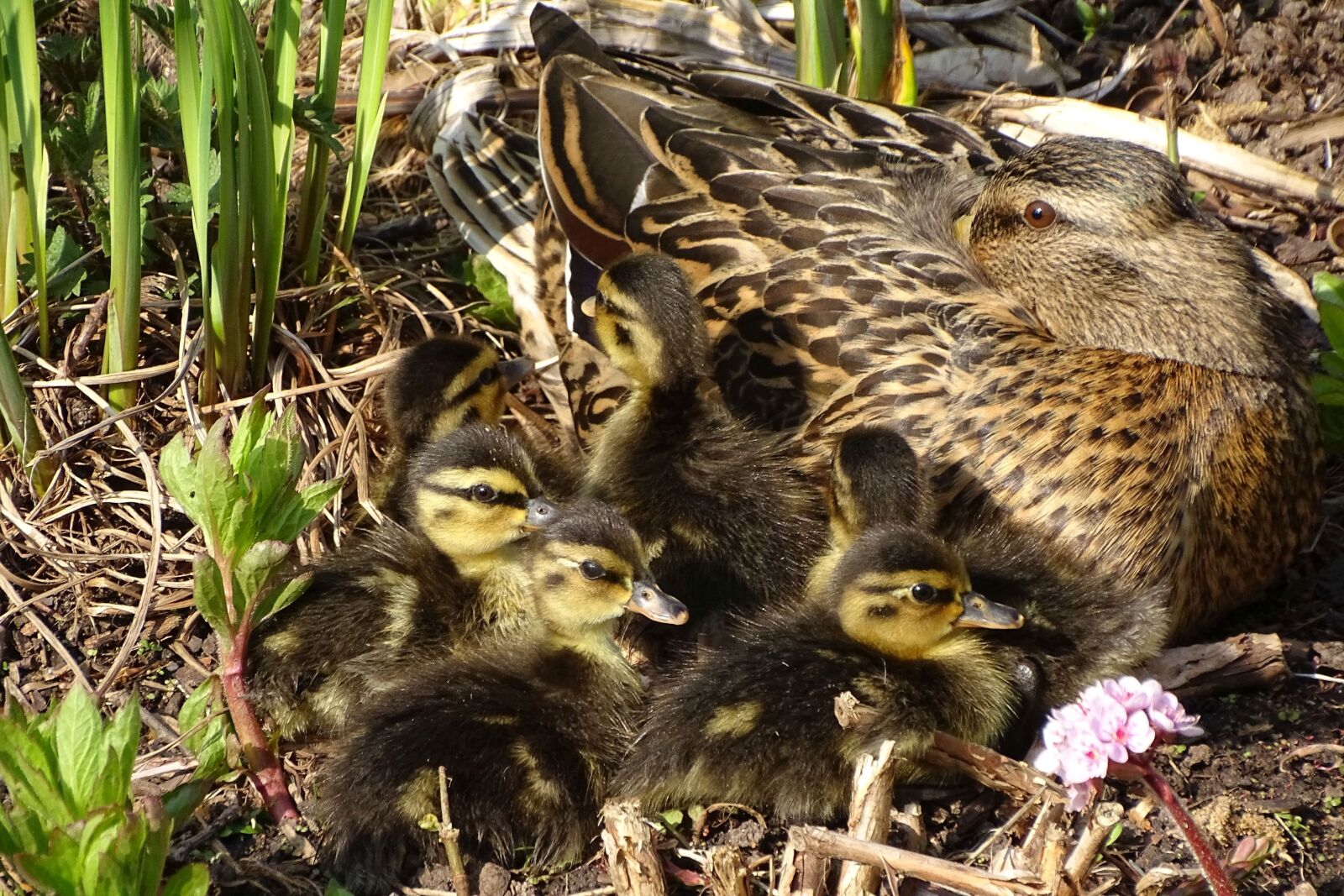 Sony Cyber-shot DSC-HX400V sample photo. Duck, ducklings, rest photography