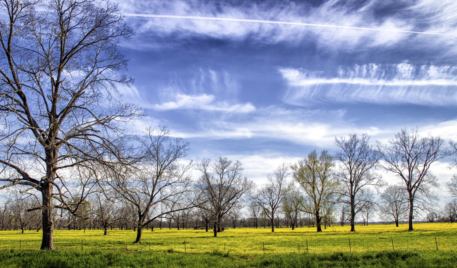 Canon EOS 600D (Rebel EOS T3i / EOS Kiss X5) sample photo. Trees, clouds, nature photography