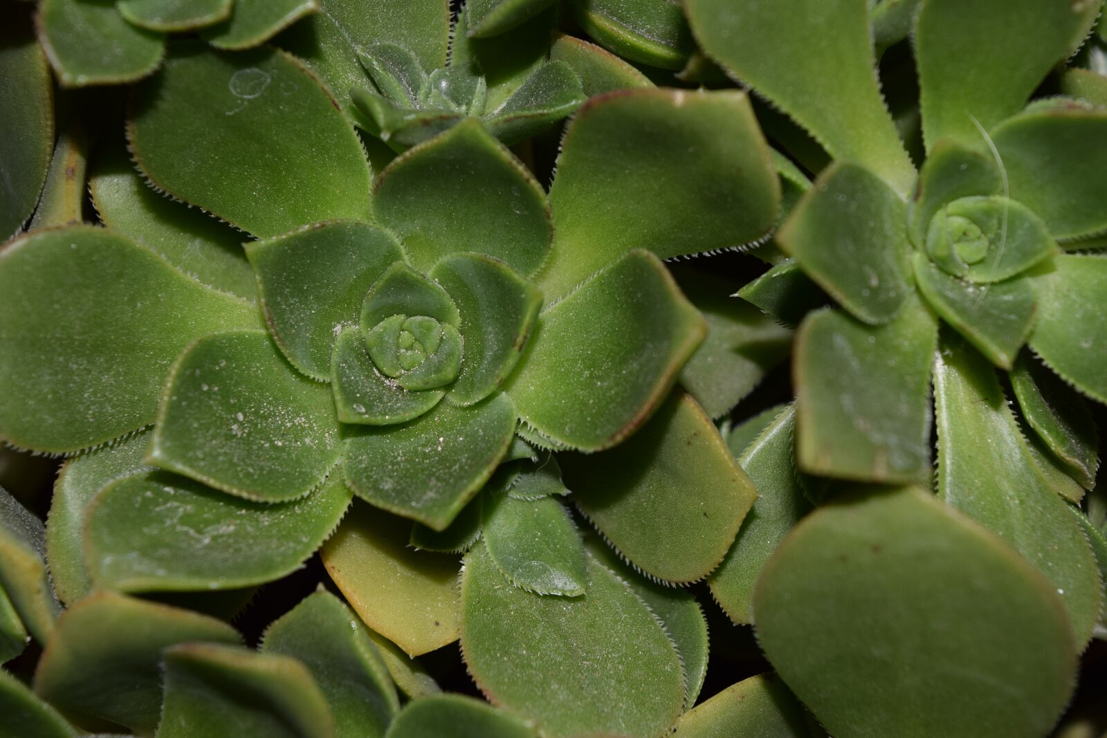 Nikon D3300 sample photo. Leaf, green, bright leaf photography