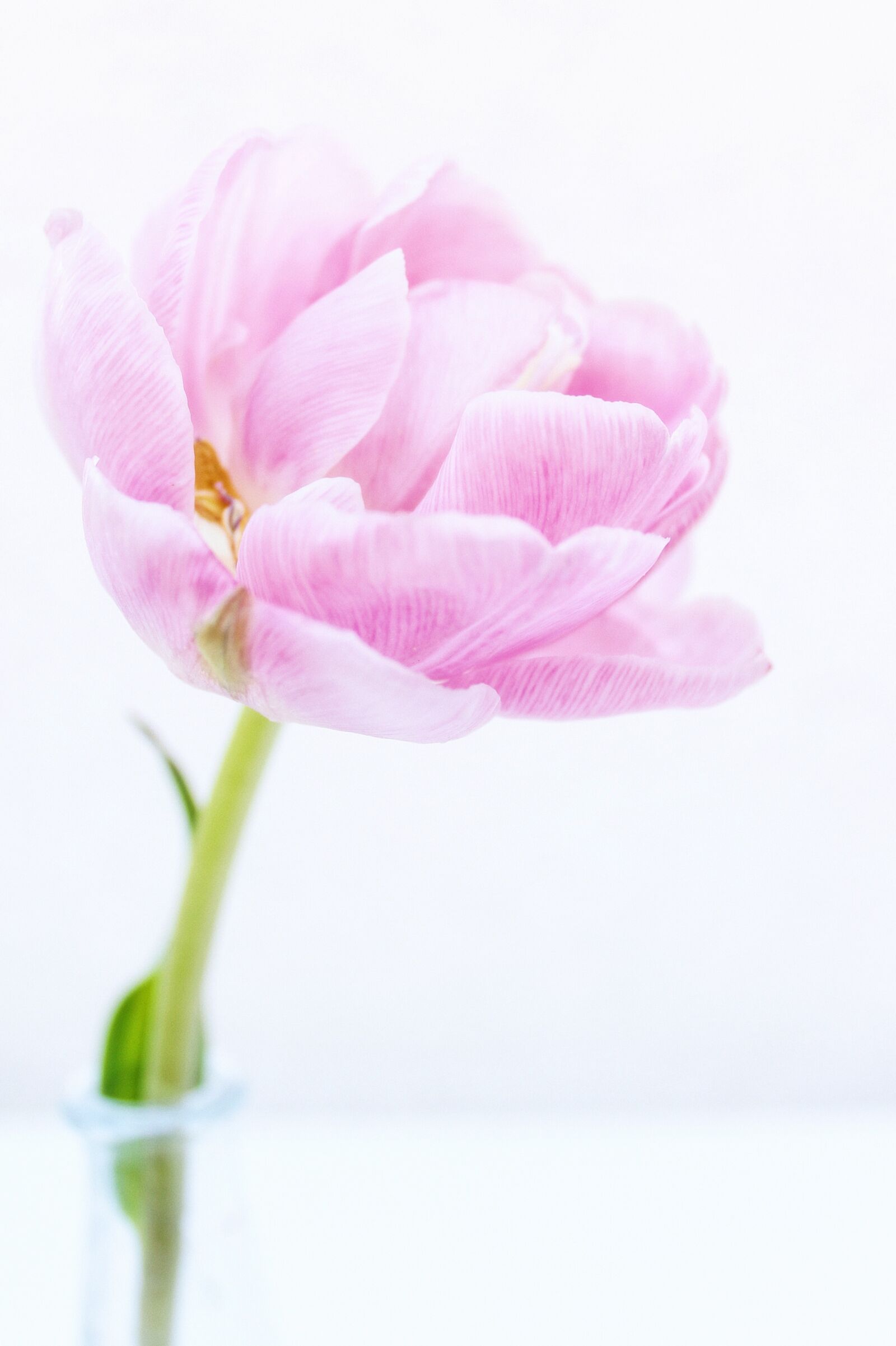 Canon EOS 1100D (EOS Rebel T3 / EOS Kiss X50) sample photo. Peony, tulips, flowers photography