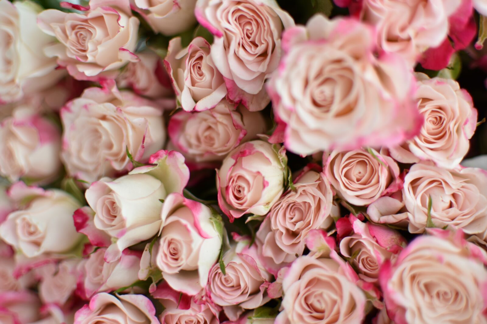 Nikon D3400 sample photo. Rose, bouquet, flowers photography