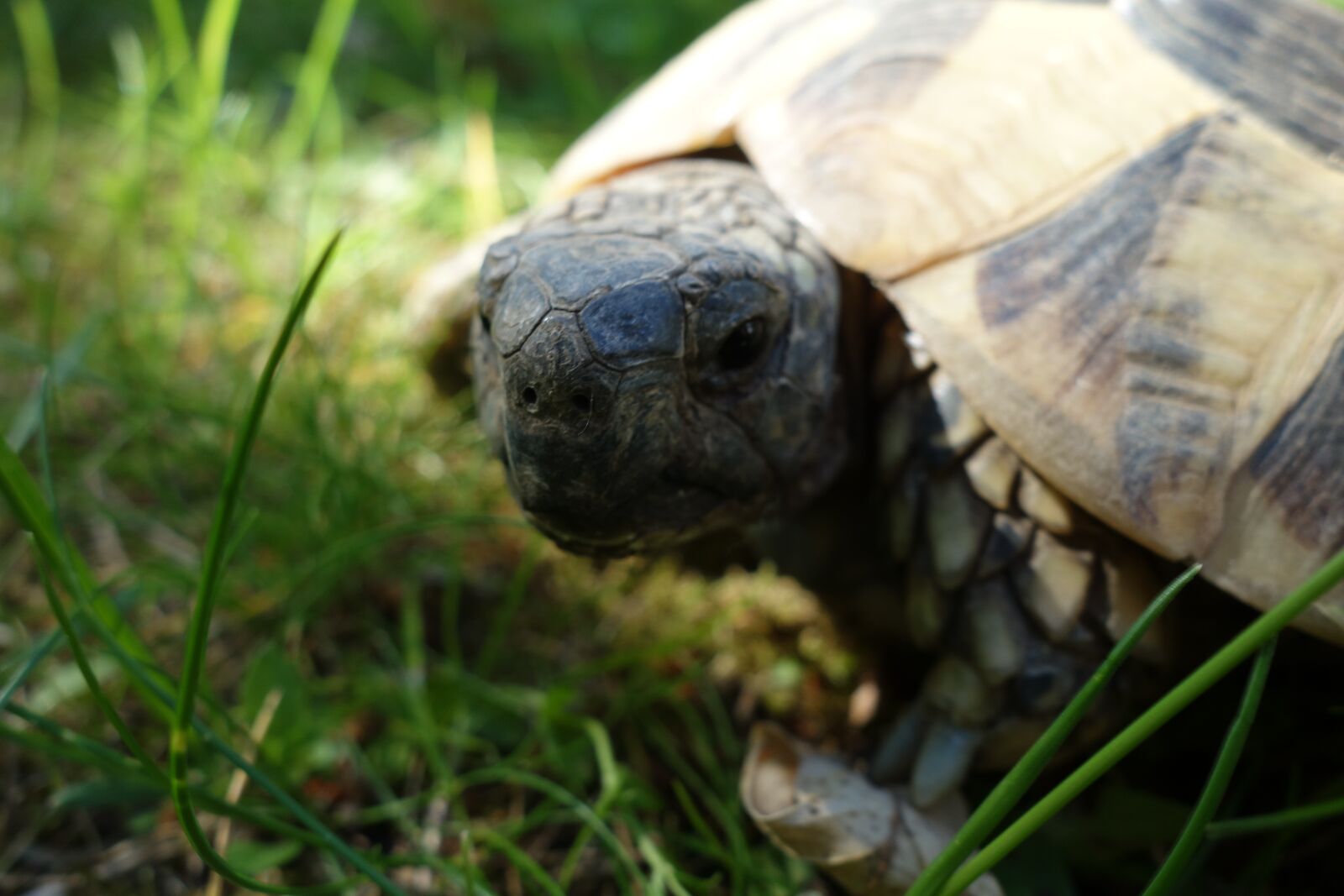 Sony Cyber-shot DSC-RX100 sample photo. Turtle, grass, garden photography