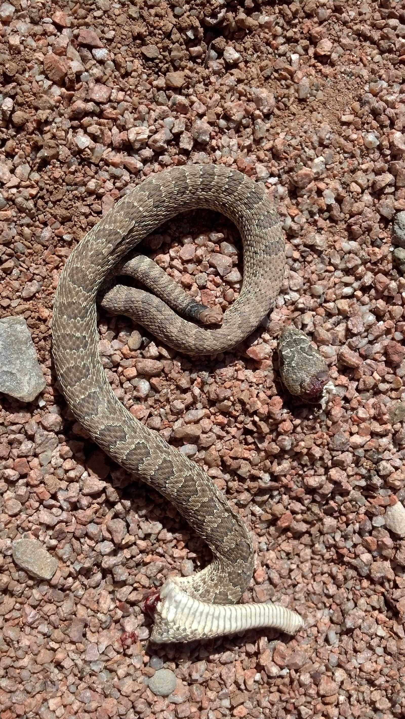 Motorola DROID RAZR sample photo. Rattlesnake, dead, desert photography