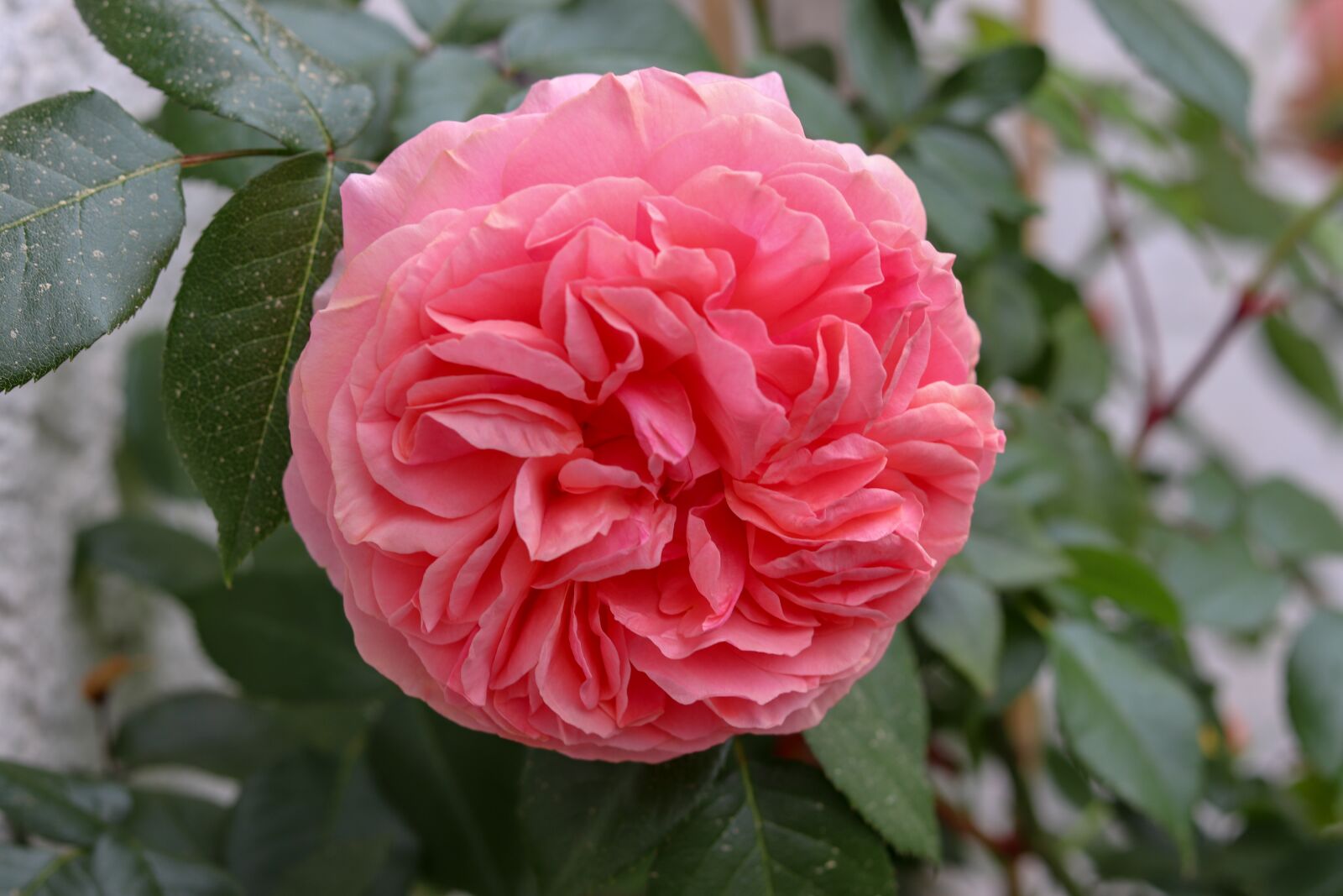 Canon EOS 200D (EOS Rebel SL2 / EOS Kiss X9) sample photo. Rose, blossom, bloom photography