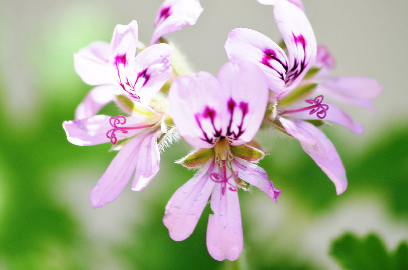 Nikon D5100 sample photo. Flower, garden, spring photography