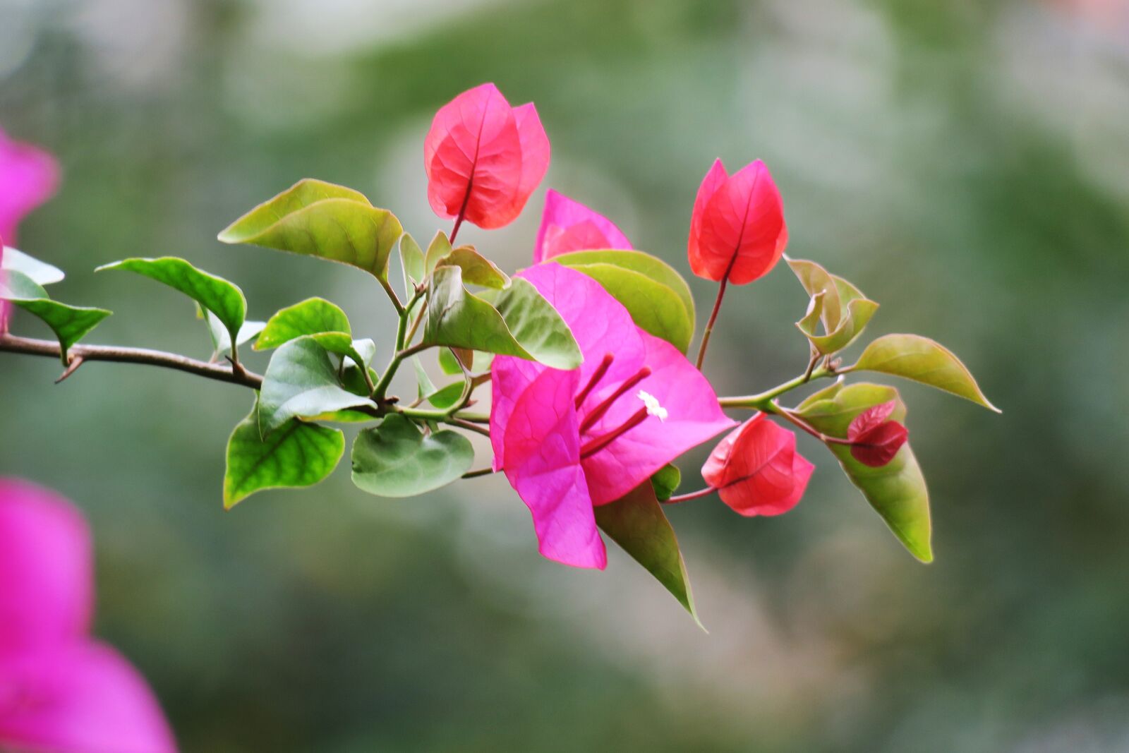 Canon PowerShot G3 X sample photo. Nature, flower, plant photography