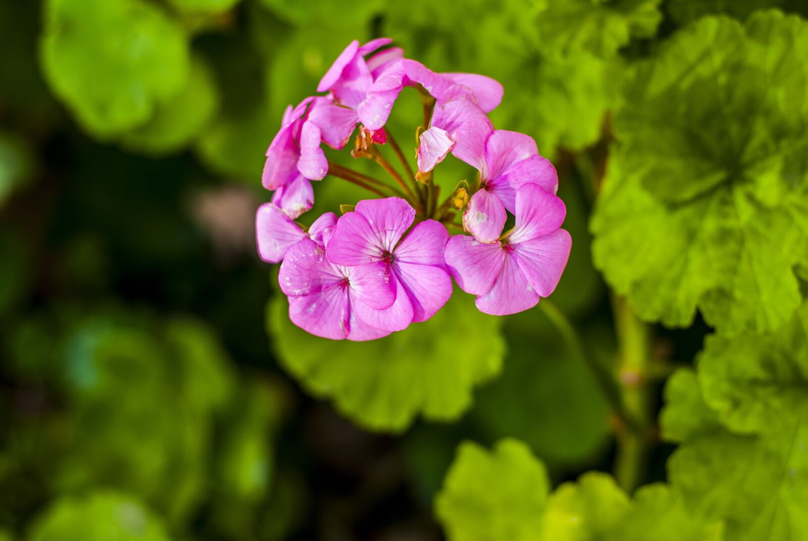 Nikon D60 sample photo. Jeranio, pink, flowers photography