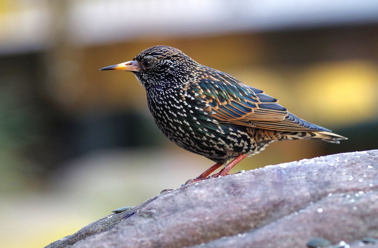 Pentax K-30 sample photo. Star, bird, nature photography
