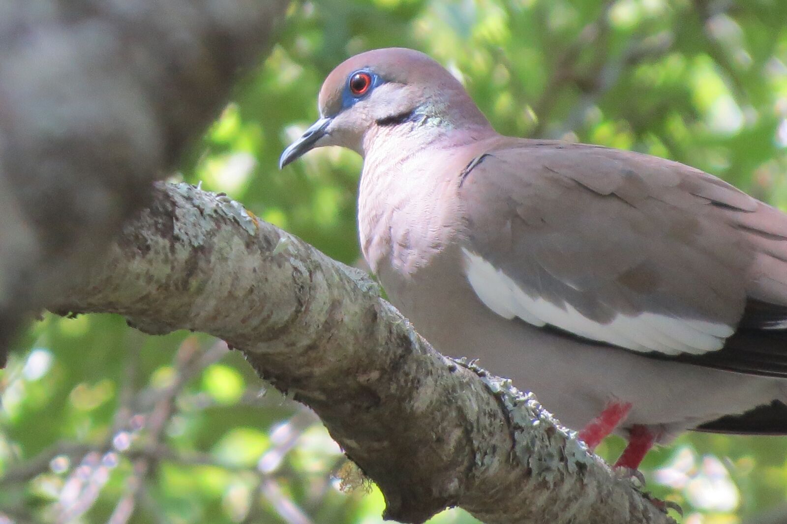 Canon PowerShot SX50 HS sample photo. Bird, dove, tree photography