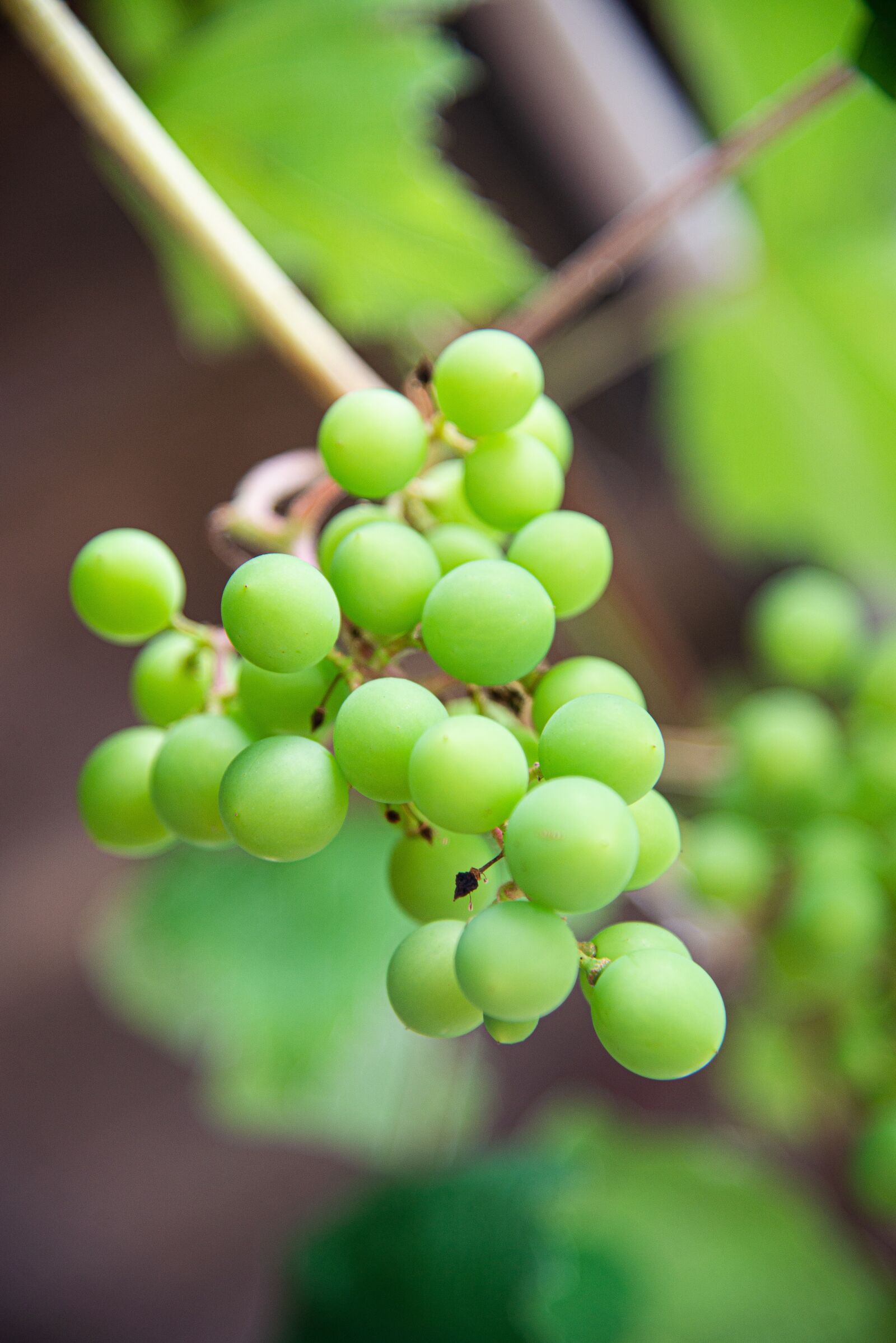 Nikon D610 sample photo. Grapes, green grapes, grapevines photography