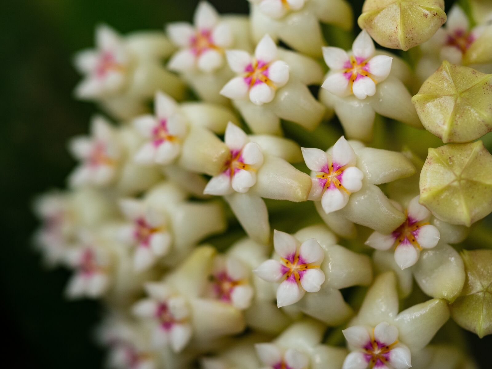Olympus OM-D E-M10 III sample photo. Hoya, flower, detail photography