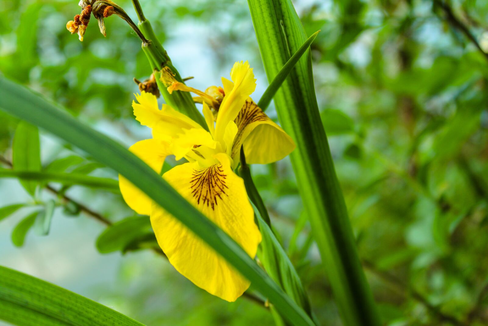 Canon EOS 1300D (EOS Rebel T6 / EOS Kiss X80) sample photo. Flower, lake, nature photography