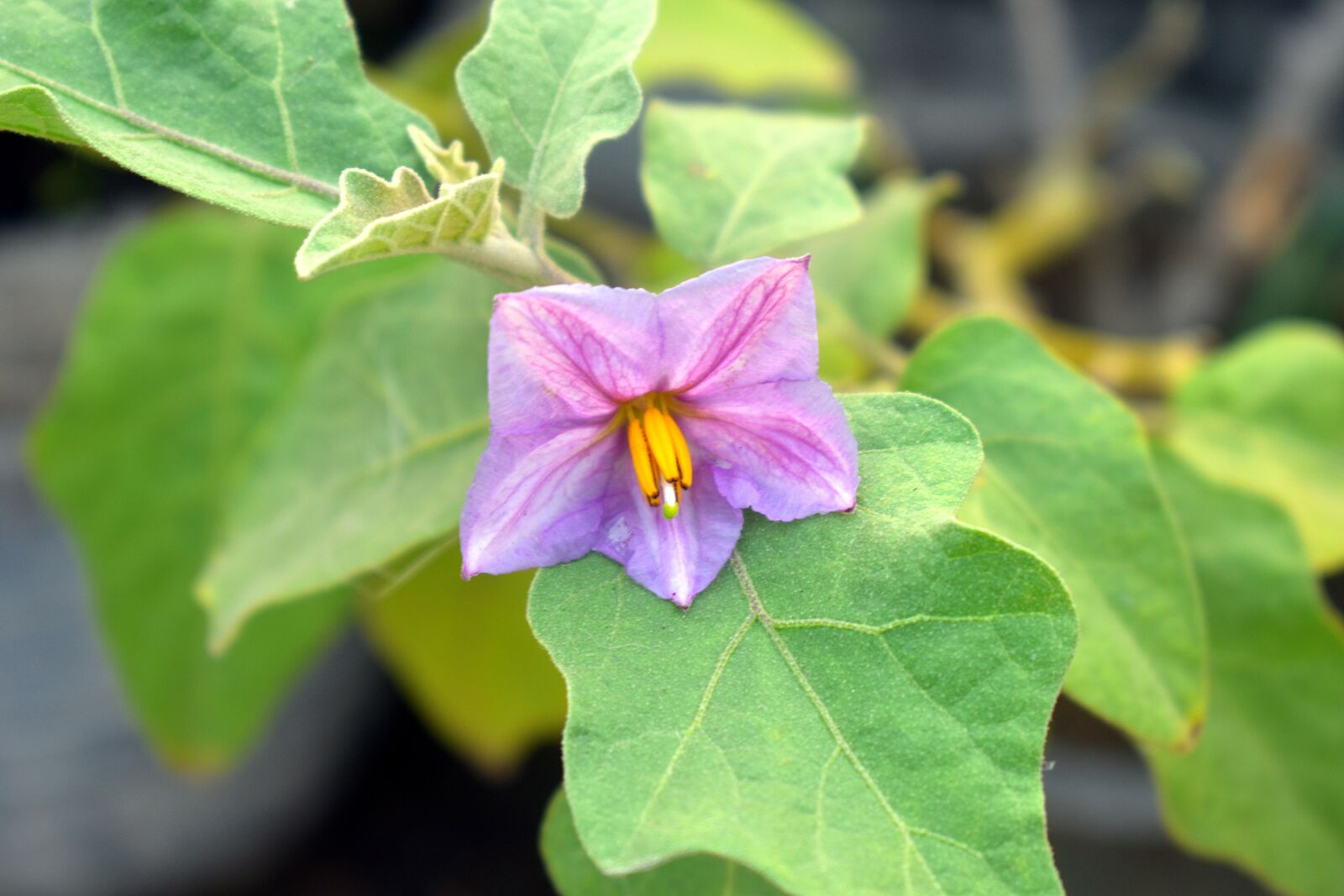 Nikon D5600 sample photo. Brinjal flower, purple flower photography
