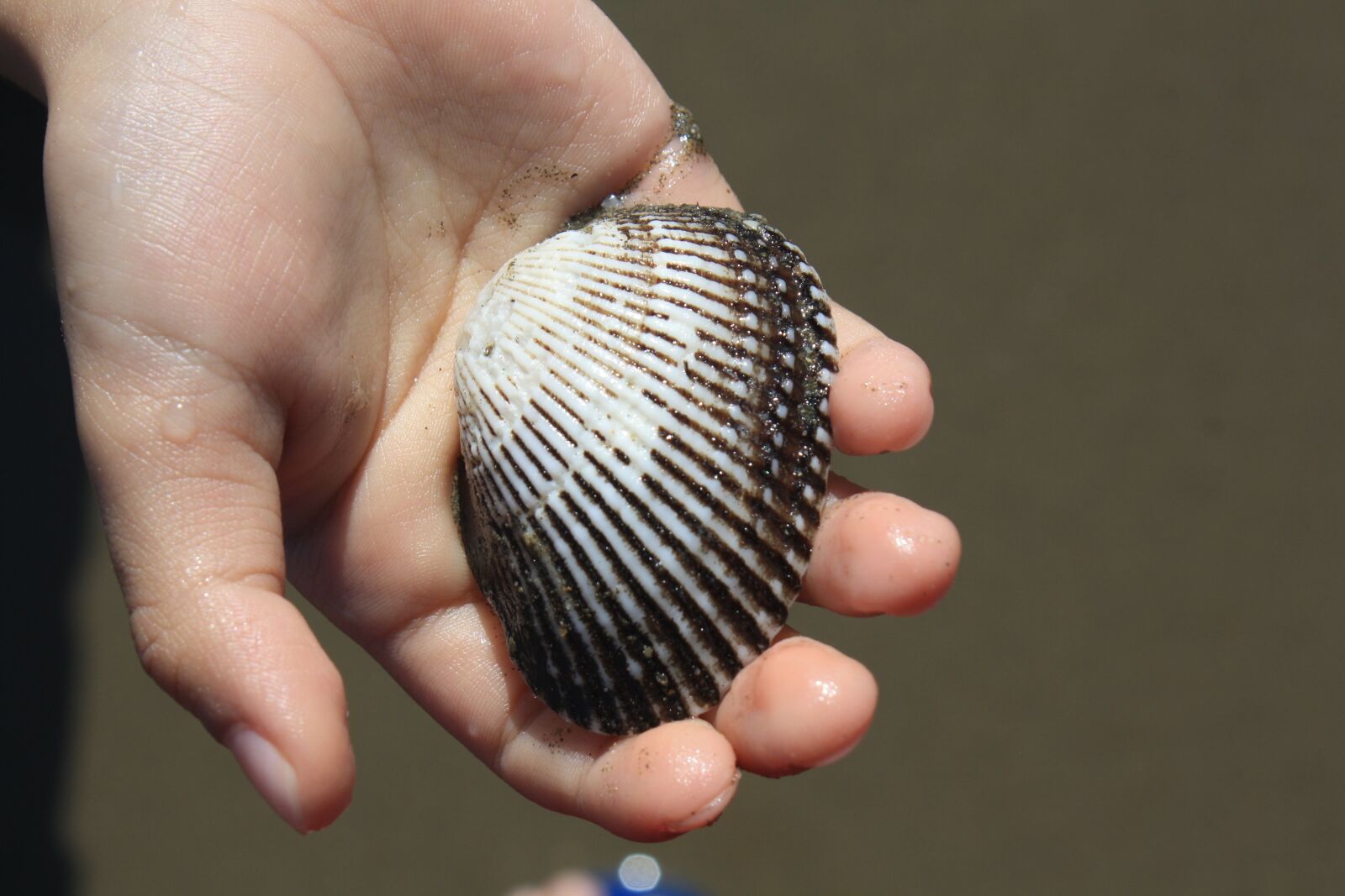 Canon EOS 1000D (EOS Digital Rebel XS / EOS Kiss F) sample photo. Shell, seashell, shellfish photography
