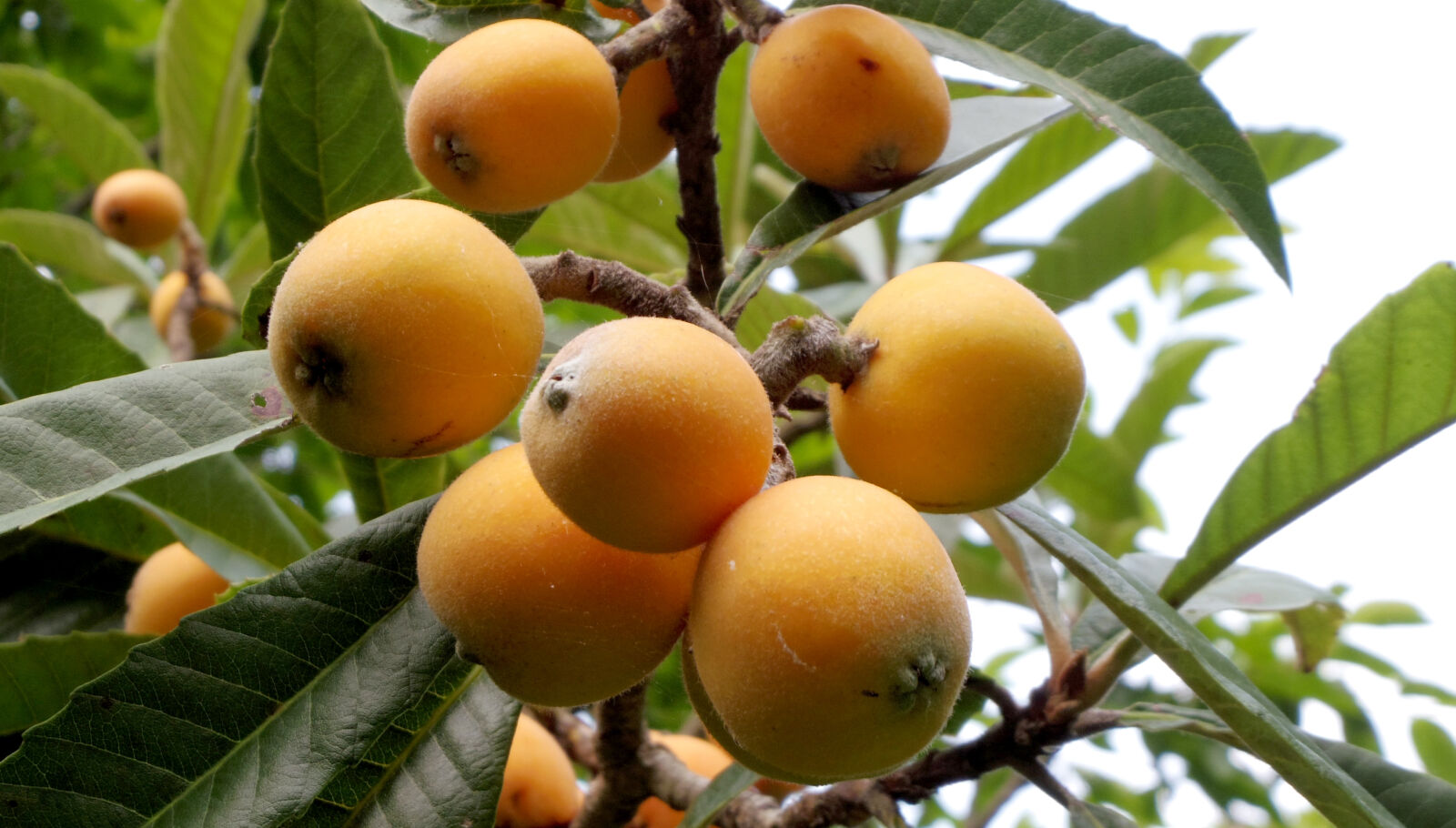 Pentax Q10 sample photo. Loquat photography
