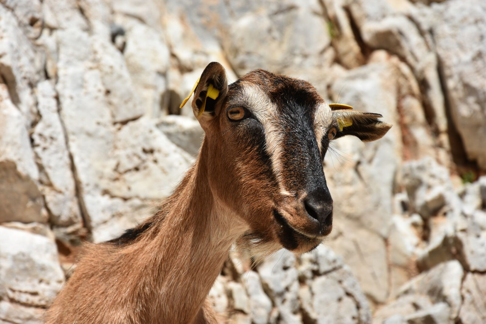 Nikon D7200 sample photo. Goat, funny, mammal photography