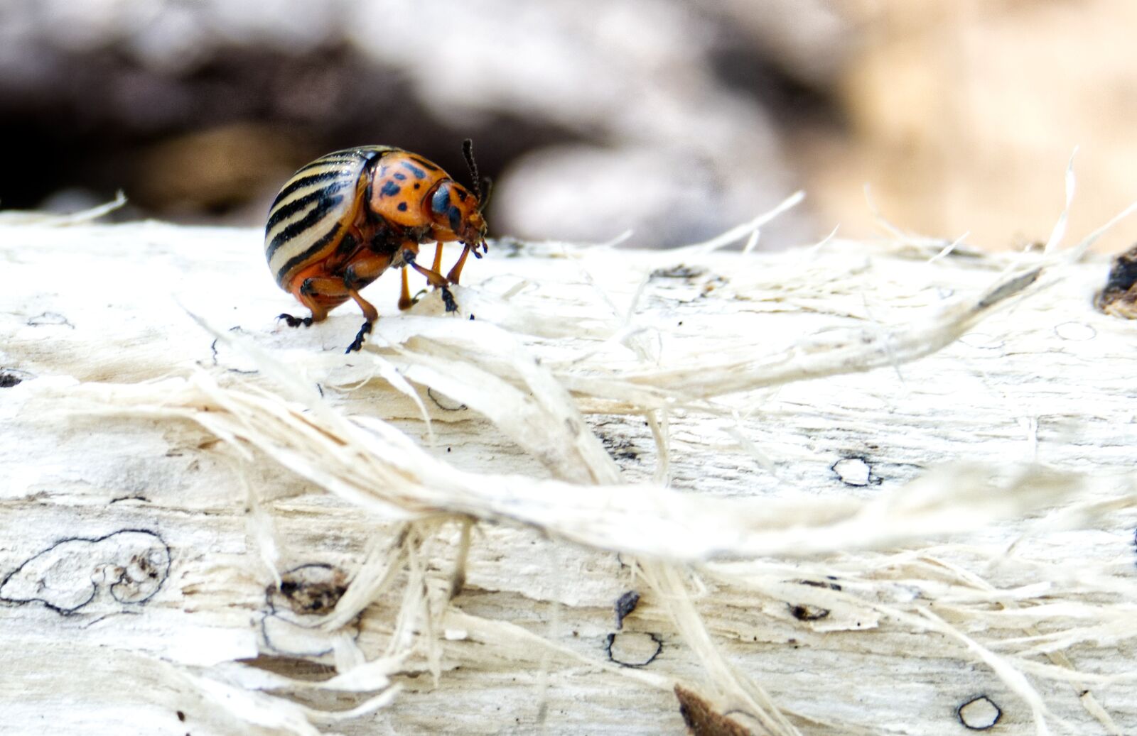 Sony Cyber-shot DSC-RX10 IV sample photo. Beetle, insect, pest photography