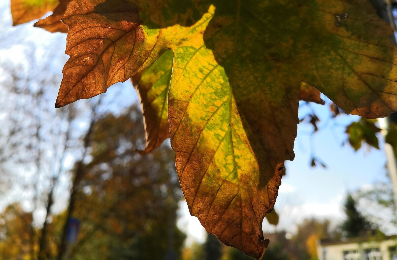 HUAWEI nova 3 sample photo. Autumn, colored, leaf photography