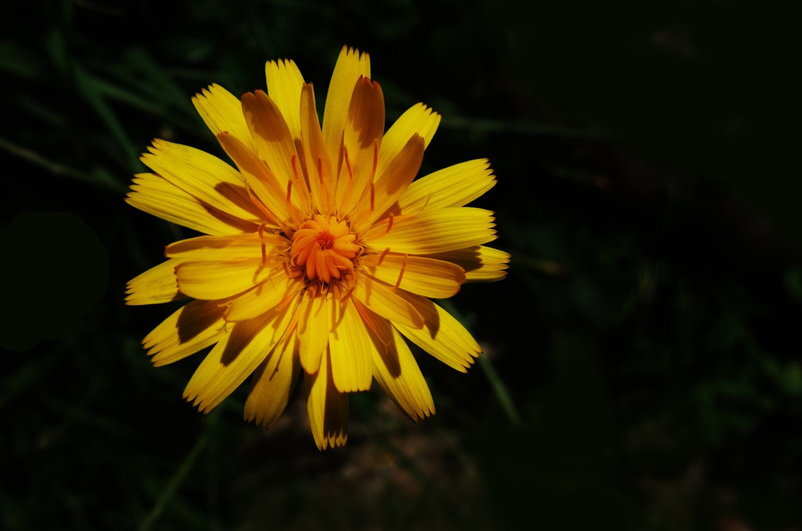 Fujifilm FinePix F200EXR sample photo. Nature, flower, bloom photography