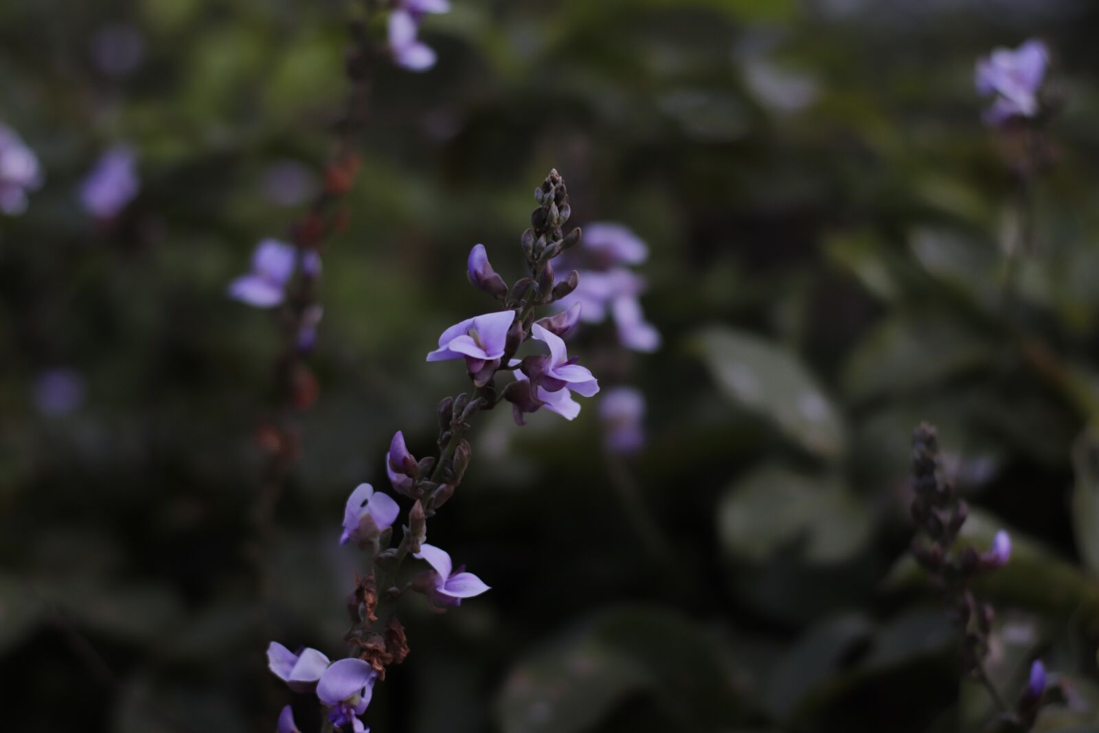 Canon EOS 800D (EOS Rebel T7i / EOS Kiss X9i) sample photo. Flower, leaves, dark photography