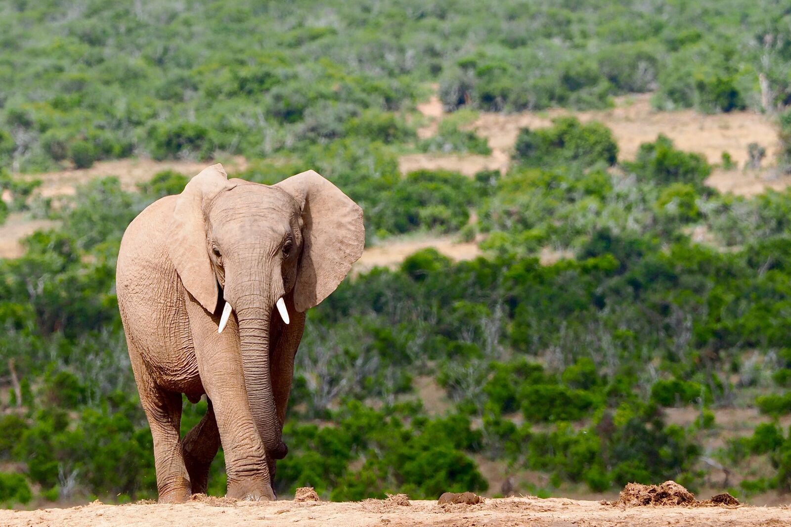 Olympus OM-D E-M5 II + Olympus M.Zuiko Digital ED 40-150mm F2.8 Pro sample photo. Elephant, safari, south africa photography