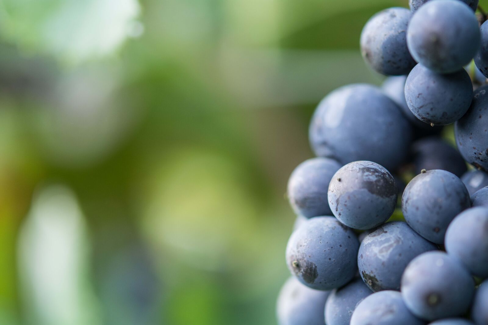 Nikon D7100 sample photo. Grape, dornfelder, red wine photography