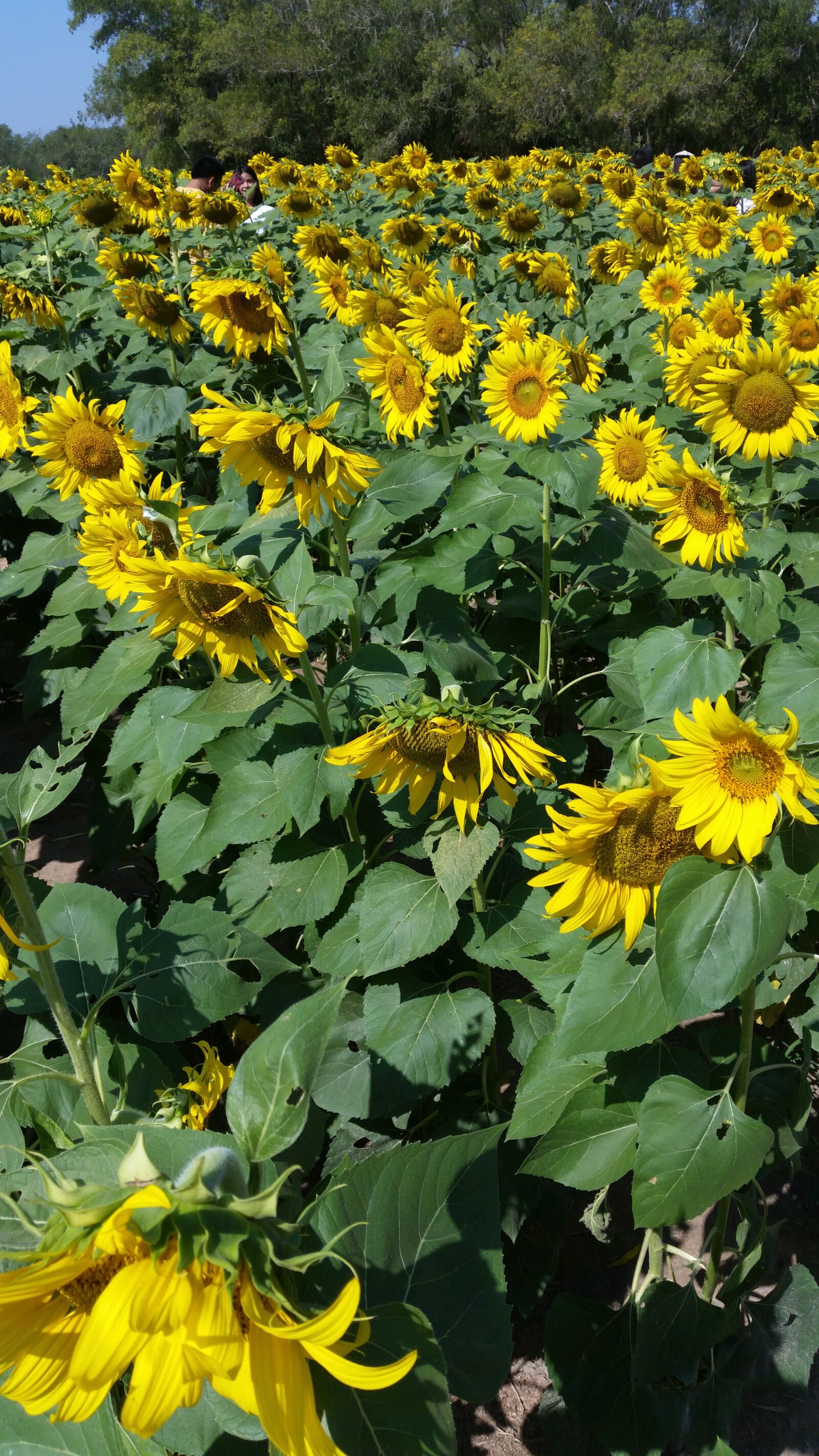 Samsung Galaxy S5 sample photo. Flower, sun flower, flowers photography