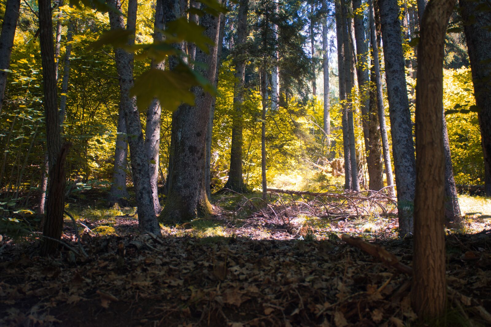 Nikon D5600 sample photo. Forest, green, dreams photography