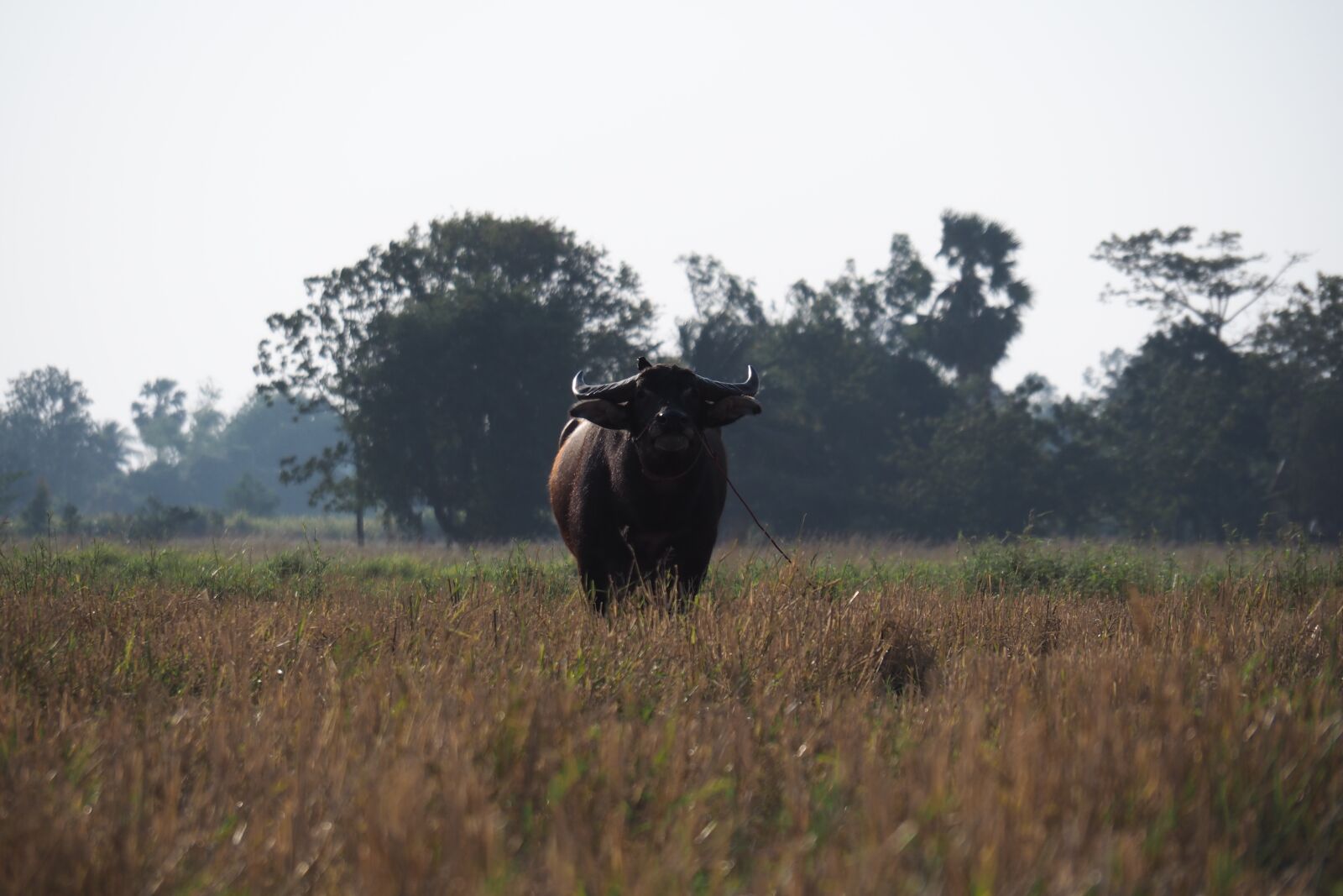 Olympus PEN E-PL7 sample photo. Buffalo, farm, animals photography