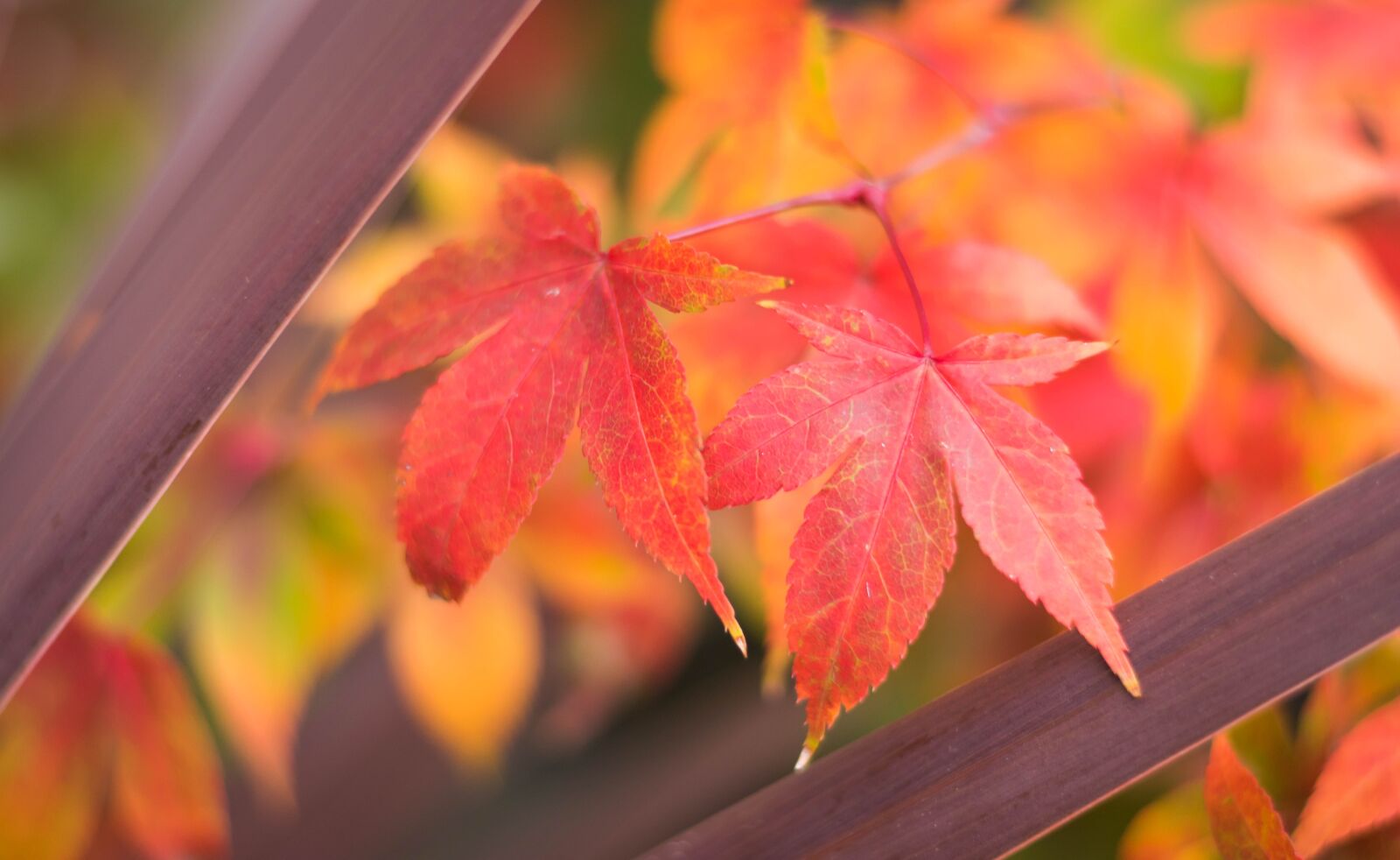 Nikon D3300 sample photo. Japan maple, maple leaf photography
