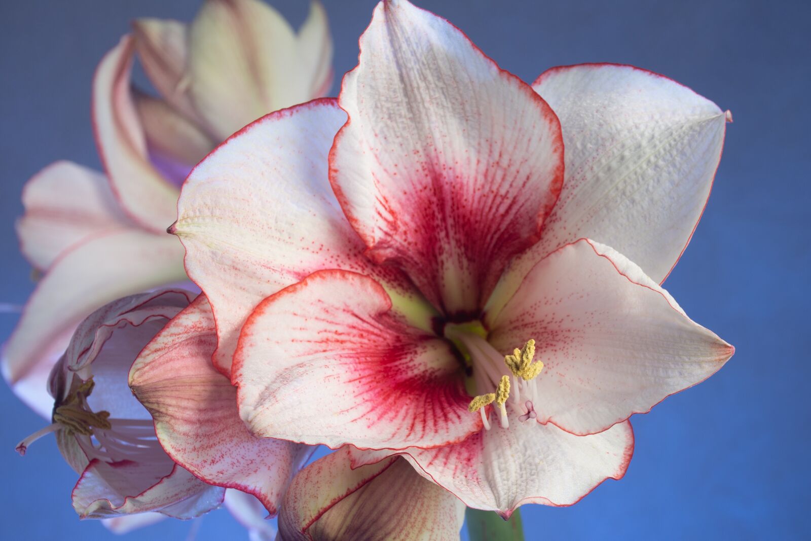Nikon D7200 sample photo. Flower, nature, flora photography